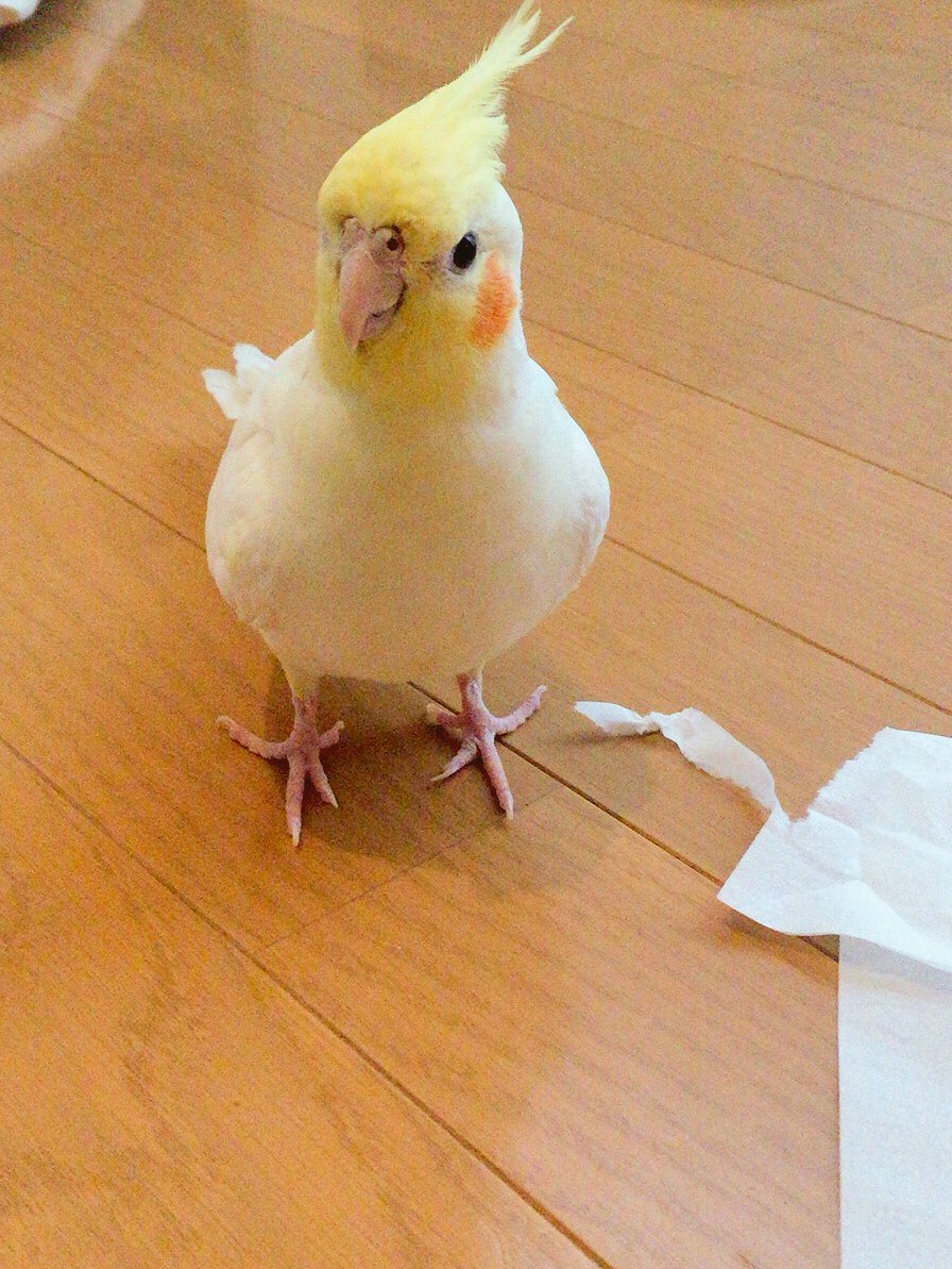 青井秋 友人宅のオカメインコテトちゃんに会いに行ってきました 可愛かった やっぱり文鳥とインコは仕草とか違って面白い たくさん遊んでもらいました 口笛吹いたら真似してくれた そして頂いた菩提樹のお茶 花と実がついててかわいい T Co