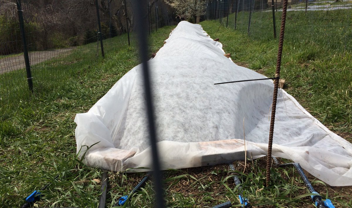 asparagus &amp; other field crops, under row cover and ready for the #@!% snow