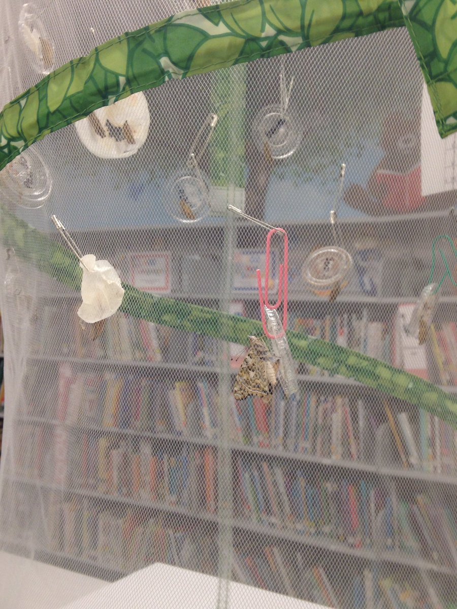 schwarz_library's tweet photo. Our first butterfly has emerged! @SchwarzkopfElem #hubofschool #schoolwidelearning https://t.co/FagbTKAmh6