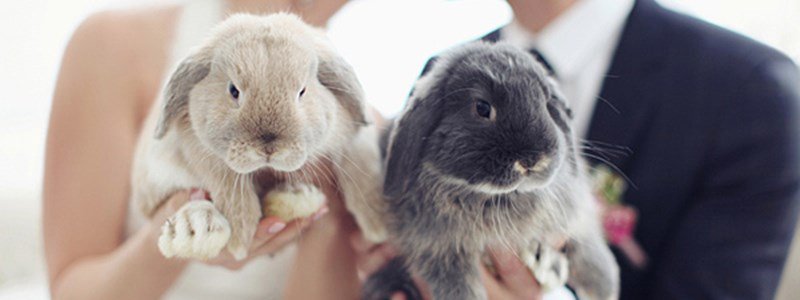 youyourwedding's tweet photo. How to include pets in your wedding https://t.co/7yHSg2pMwQ https://t.co/y0zSSxPOlr