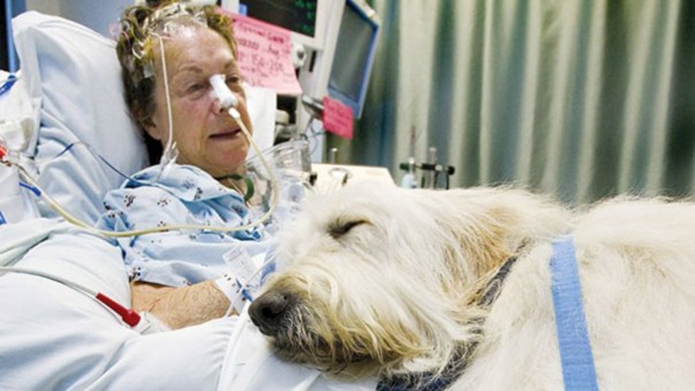 StylistMagazine's tweet image. This genius hospital lets pets visit and comfort their sick owners; the photos are lovely stylist.co.uk/travel/pets-vi…