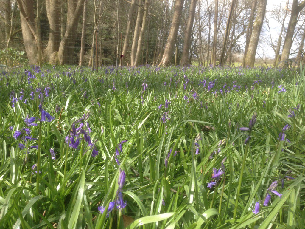 The #Bluebells are just coming through in the woods, #spring is here