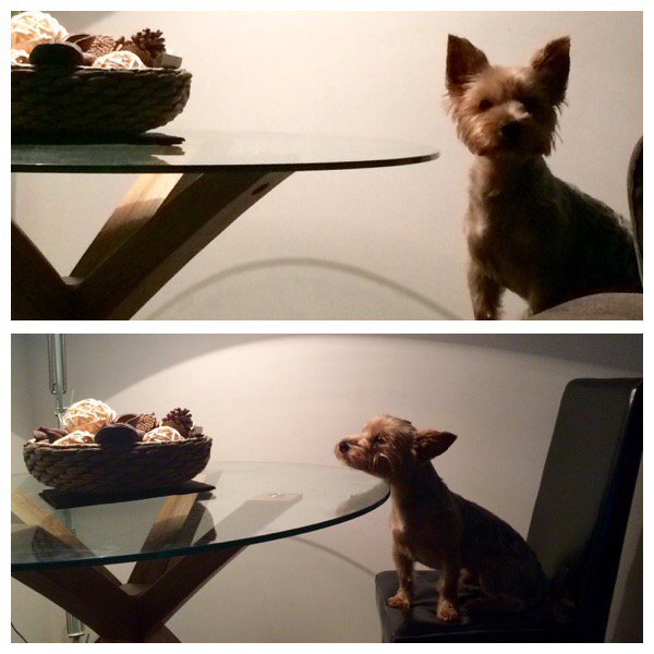 CAUGHT!! Bad doggy owner: dinners not on the table in time!! #dogslife #yorkie #yorkshireterrier