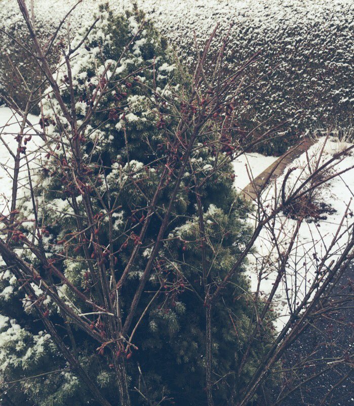 roxanebergeron's tweet photo. Décembre ou avril? #rces #meteoqc https://t.co/99QyKye2jw