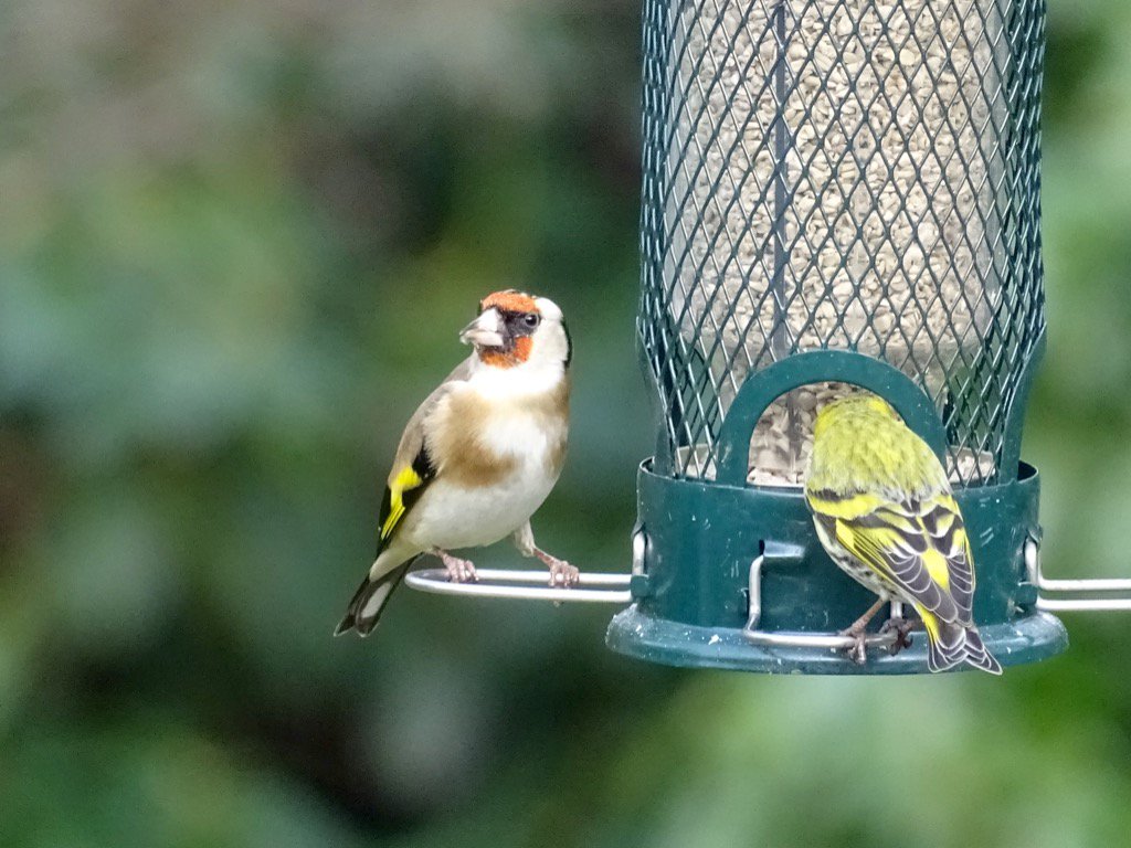 #Goldfinch sharing some food #Gardenbirds