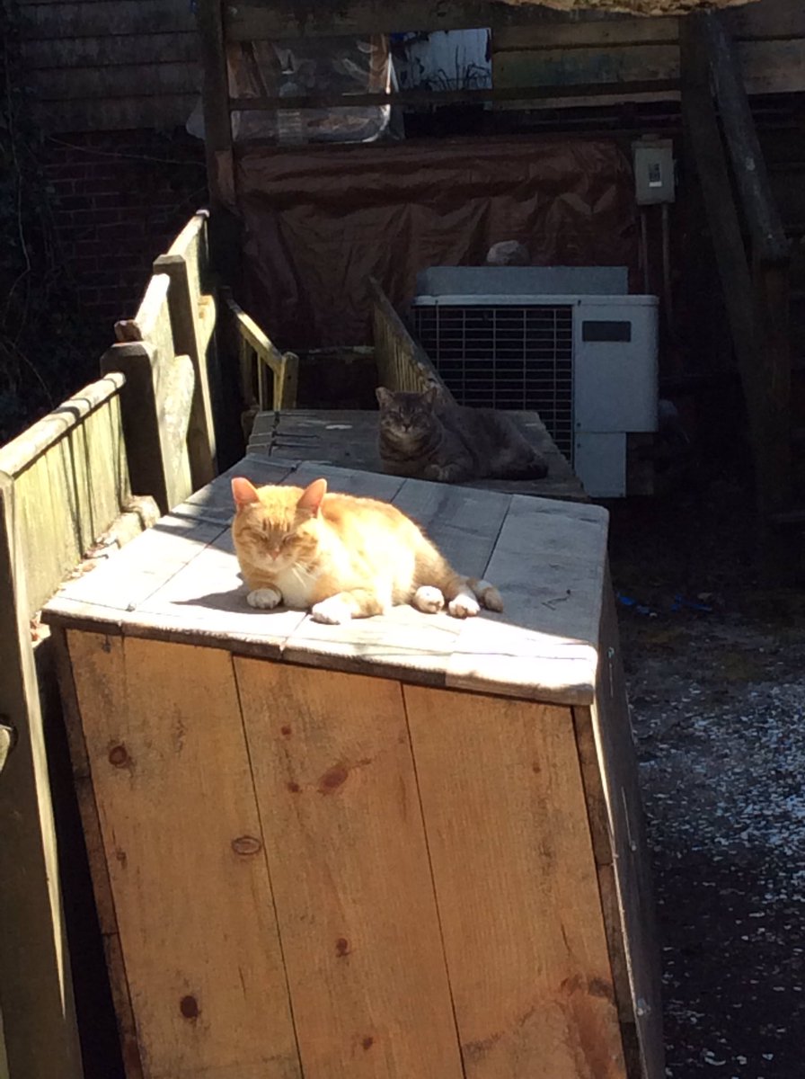 kfitzstover's tweet photo. Feral cats on ACK, any1? Reminds me of Article 70:Nuisance Animals discussion @ #ackatm16 @LPykosz @JBallingIM https://t.co/49Ak3A7jKd