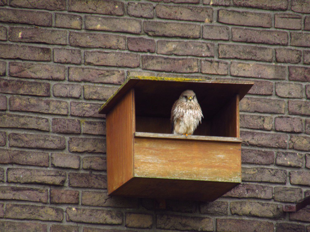 CNMEMaastricht's tweet image. Torenvalkkast Hoge Fronten. Gevelgroen en nestgelegenheden brengen gebouwen tot leven. #FRONTAMOER @VitaleGroenStad