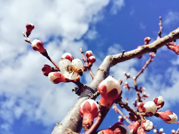 mapmybees's tweet image. Lovely photography of apricot blossoms and bees