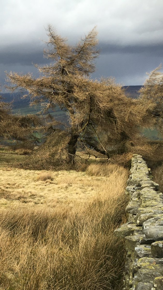 Fire_Events's tweet photo. Be warned...There's a great big hairy fox on #ilkley moor at the moment!
#treeanimals https://t.co/bZ5HobUqhd