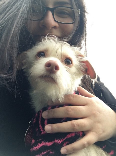 BeACyclone's tweet image. ICYMI: You can Rent A Puppy until 5 pm today on the South Campanile Lawn. 🐶 🐾 cyclonelife.net/2016/04/i-fell…