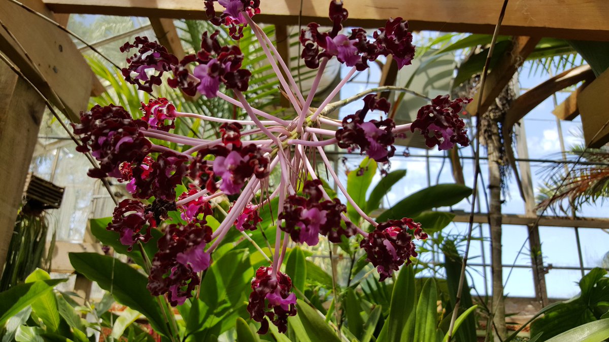 Chef Petrozza tweet media