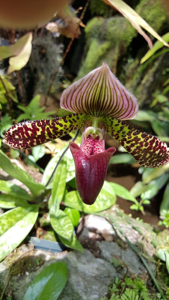 Chef Petrozza tweet media