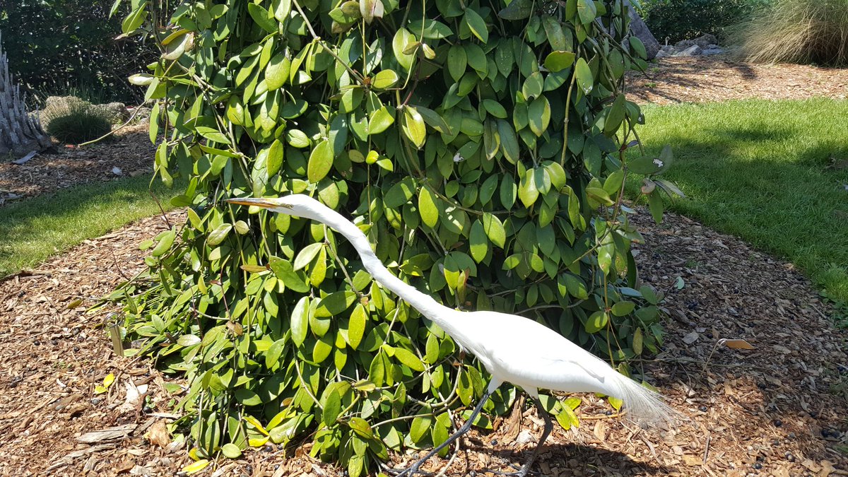 Chef Petrozza tweet media