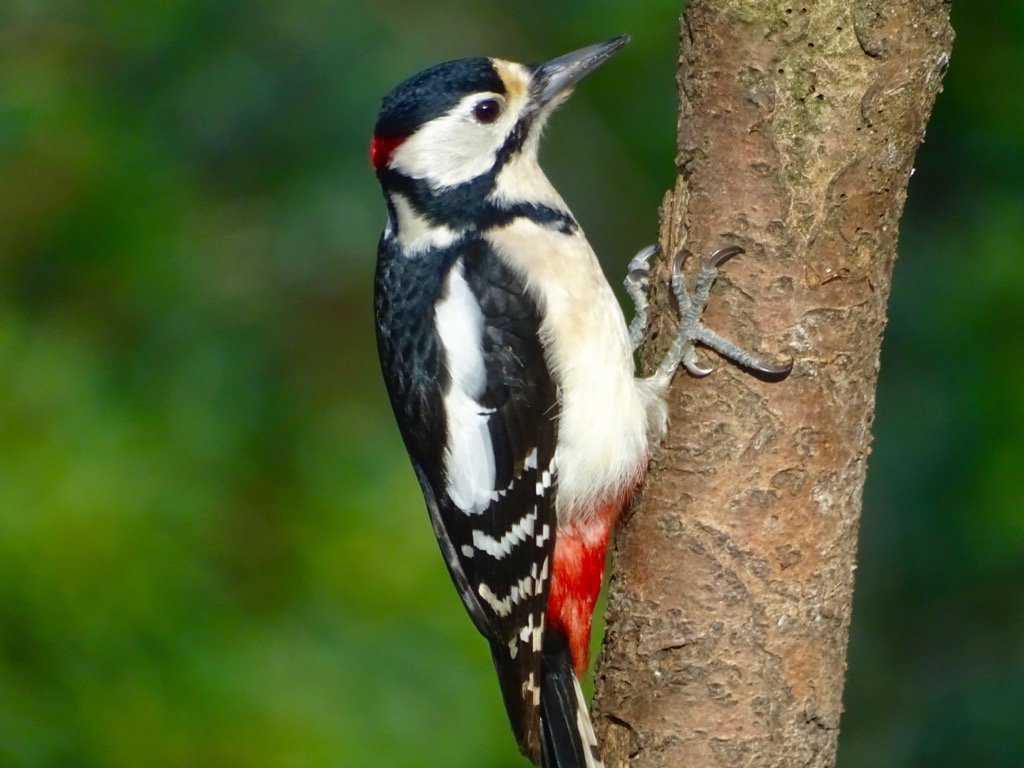 #Woodpecker
enjoying the afternoon sun