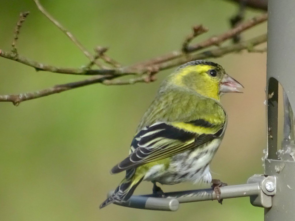 #Siskin as well #gardenbirds
