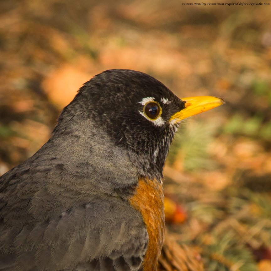 ABBestphotos's tweet image. It's not every day that I can conquer #featherdetail I think this #bird knows me from previous yrs, very comfortable