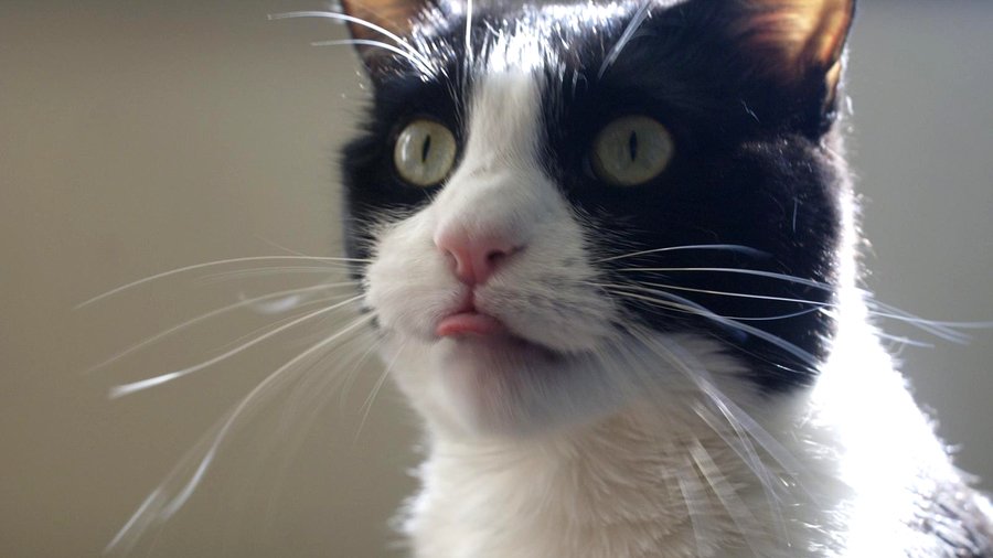 joseluisyanezme's tweet image. En un universo, el gato muere...#com1 bit.ly/1NdXr3D