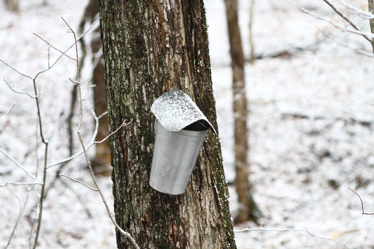 Sugarbush_VT's tweet photo. Sugaring season at the Bush. #sbdiscover #sugaringtime #spring #maple https://t.co/9kun6VofBn