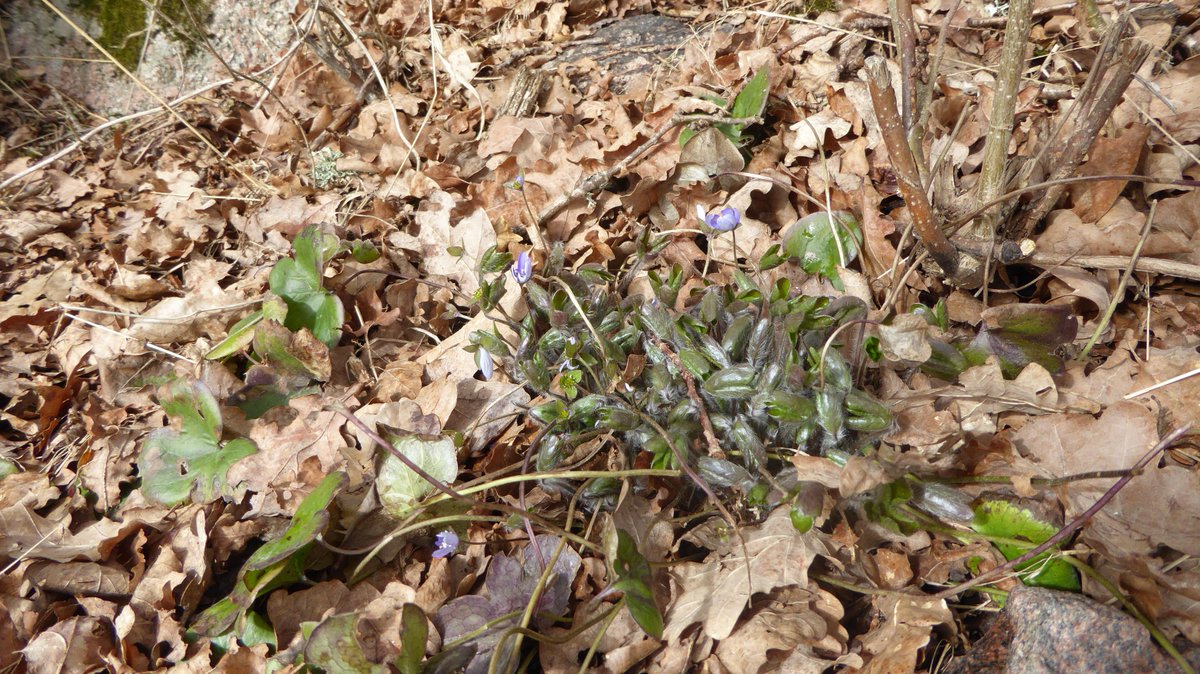 hans_t's tweet photo. De tidigaste blåsipporna i Tinnerö är snart överblommade#naturenskalender https://t.co/yoQTrX4BcB