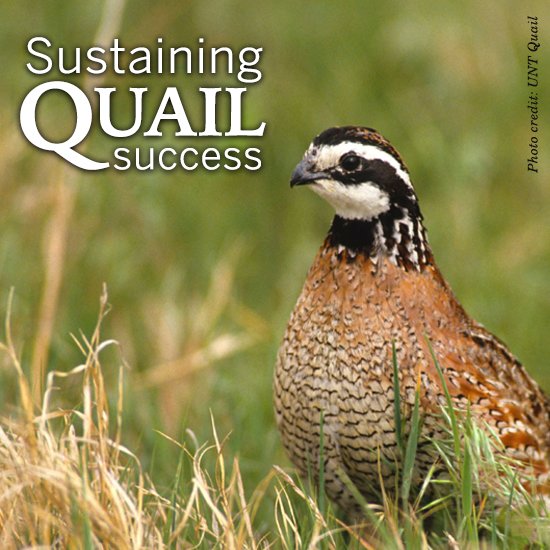 Hill Country Quail (hcquail) Twitter