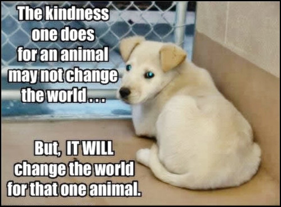4EverPetesGirl's tweet photo. @RSDR ..♥JOY♥..what a treasure you are, sweet ♥BENJI♥ #adoptdontshop #dogs #savealife #spayneuter #dogsoftwitter https://t.co/wKDjZfob1K