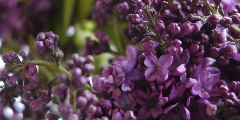 Lilac is in season! "The Age of Elegance" design class will be celebrating its beauty bit.ly/1S1vNv9