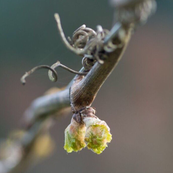 Pfeiffer Fact Friday: Bud break occurs when the soil warms up &amp; moisture climbs up the vine, spurting a green point