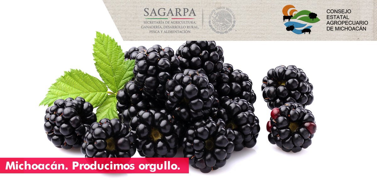 ProdOrgullo's tweet image. La #Zarzamora previene las caries y ayuda a mantener una boca saludable. #DatoMichoacán