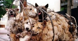 Animals1st's tweet image. ❗️Please Support &amp;amp; Share my #StopYulin Thuderclap supporting @HSIGlobal &amp;gt;&amp;gt;&amp;gt; 

thunderclap.it/en/projects/40… ❗️🚫🐶