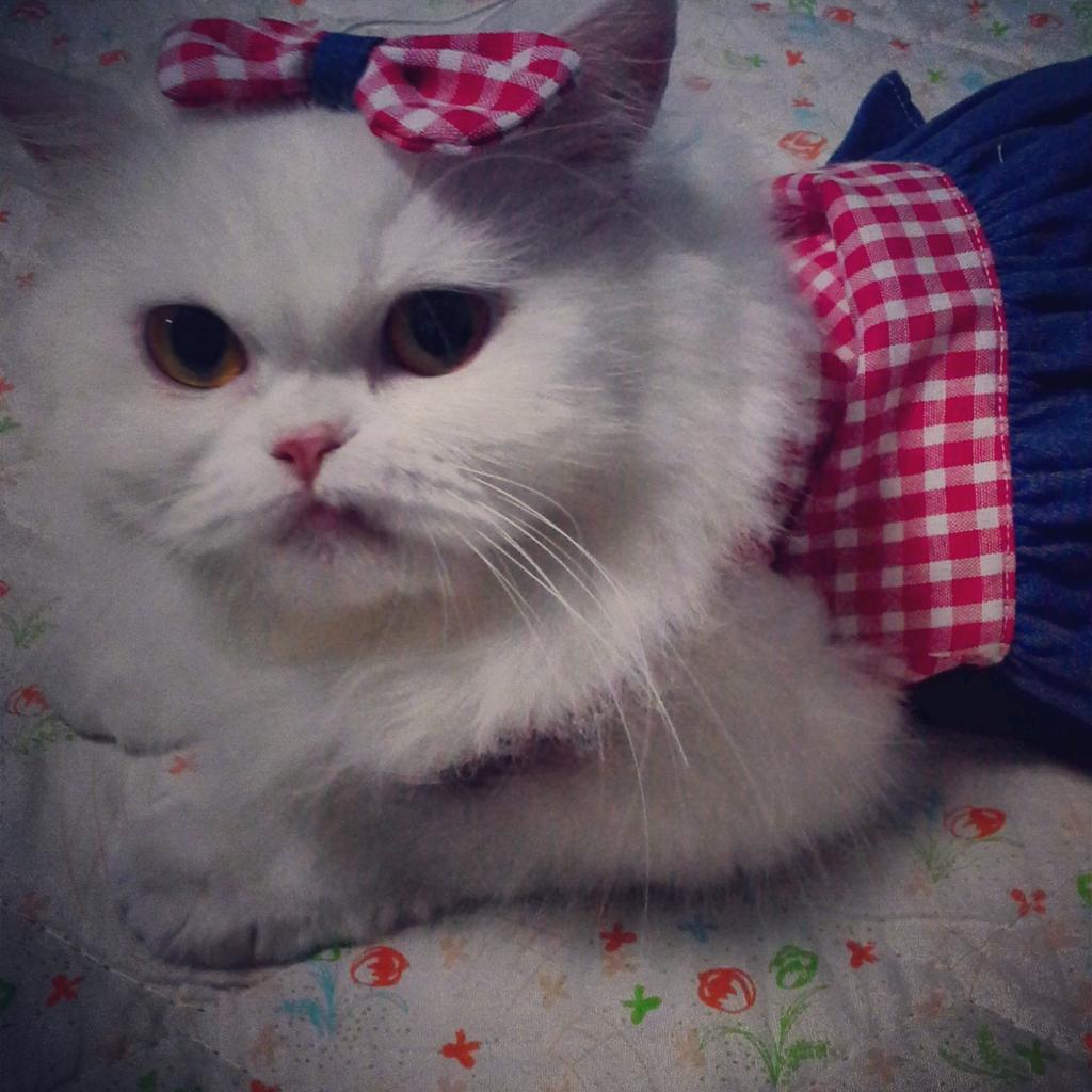 THAYA (@tidtee0949) on Twitter photo 