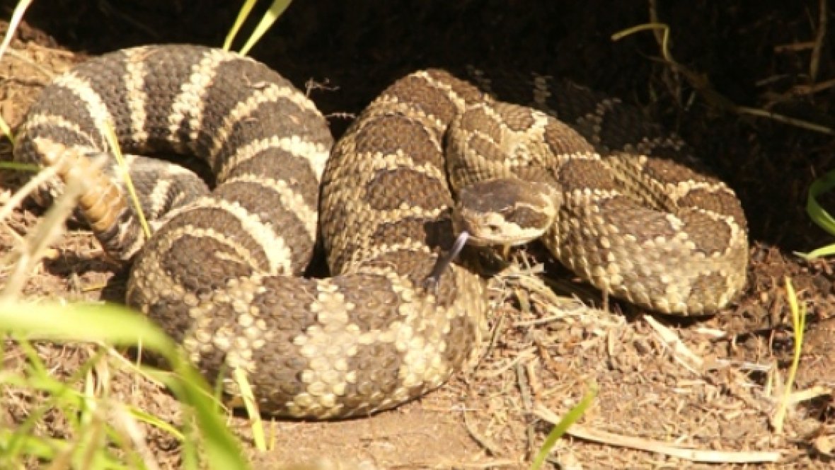 cbcnewsbc's tweet photo. Snakes creeping out earlier than usual in Kamloops https://t.co/sm3ZSd0X31 https://t.co/VsKs0BIY8u