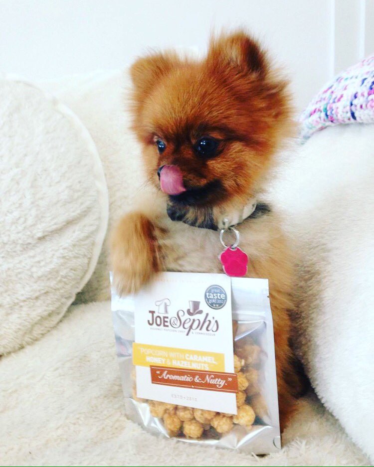 joeandseph's tweet photo. One of our Swiss customers has sent us this picture of their dog, just in time for the weekend. You're welcome. 🐶🍿 https://t.co/6dyF123bBo
