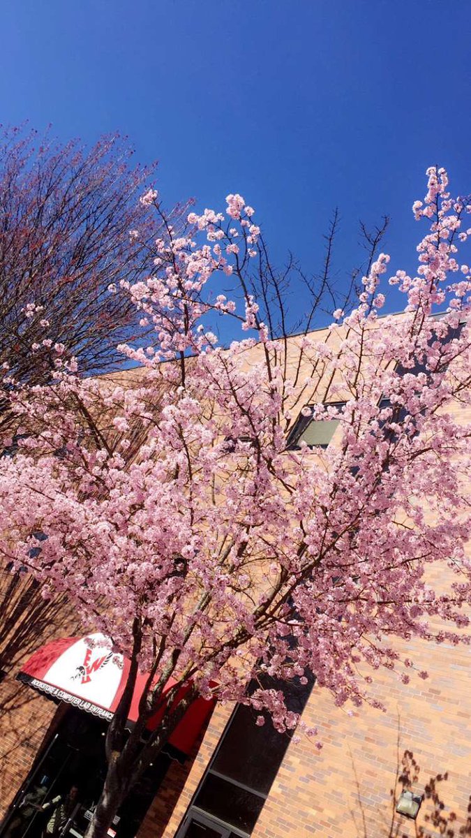 私の大学さくら！🌸💕