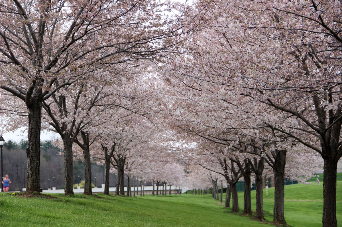 CollegeGreenMag's tweet photo. Check out Heather Willard’s shots of the cherry blossom trees around campus! https://t.co/c4N4AzrLdJ https://t.co/64Kjxqvdva