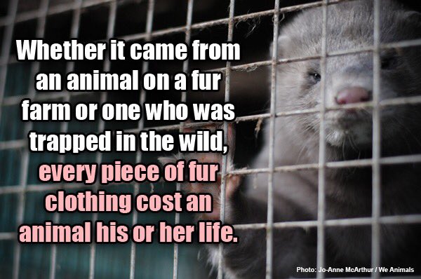 Yangoliatko_'s tweet photo. Most people don't even think twice about the cruelty on fur farms. #OpNo2Fur #FurFreeFriday #FurFreeForever https://t.co/vytd8A6Jxw