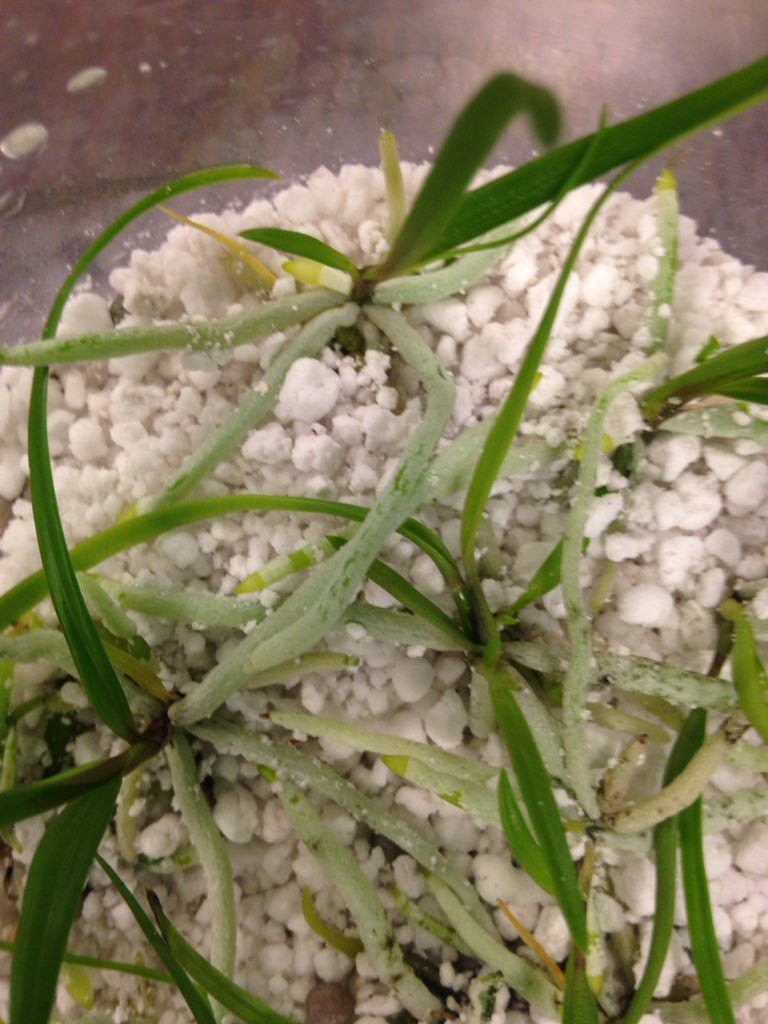 livan_escudero's tweet photo. Roots were green in sterile envir. Now white/tan. @FairchdChallnge #MillionOrchidProject #botany https://t.co/XFWcKxWbAv
