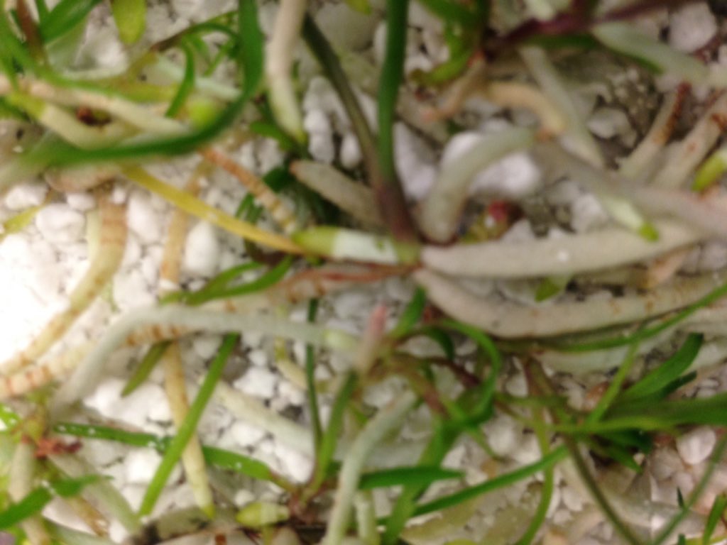 livan_escudero's tweet photo. Roots were green in sterile envir. Now white/tan. @FairchdChallnge #MillionOrchidProject #botany https://t.co/XFWcKxWbAv