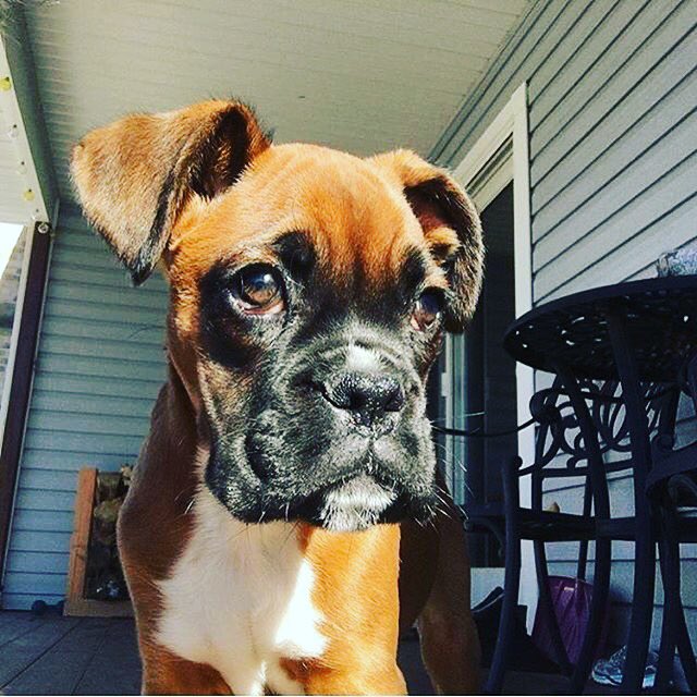 Boxer Lovers (@boxersnation) on Twitter photo 