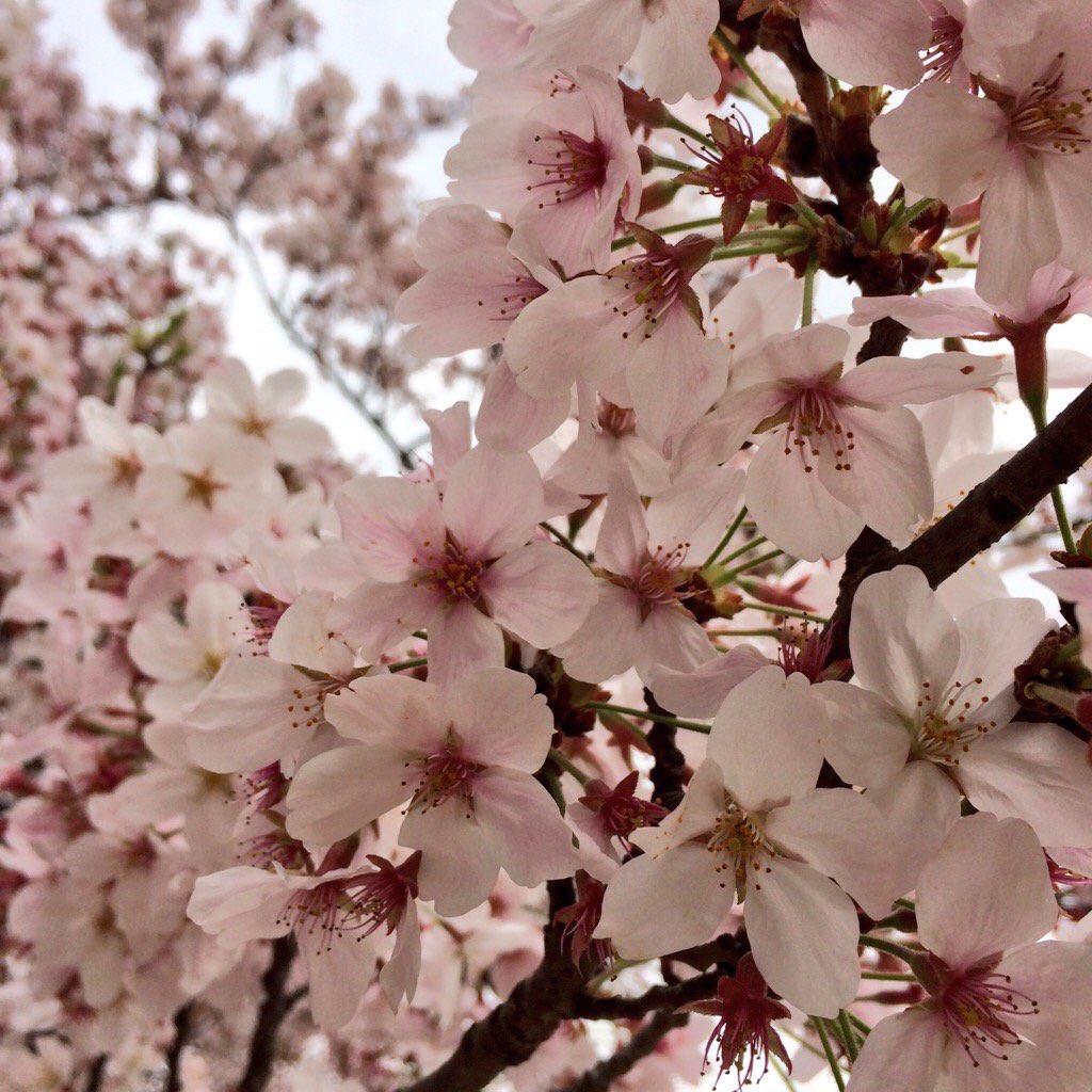 kasumi_av's tweet photo. お花見してきました❤️ https://t.co/XvoV2wDpyp
