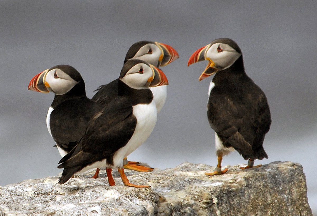 Bald eagles ✓
Kelp forests ✓
🐻 ✓
Baby 🐧 ✓

Top wildlife cams you should be watching on.doi.gov/21UGke1