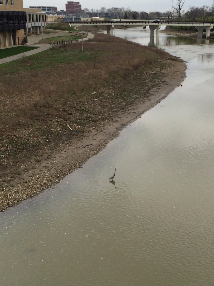 MusselDS's tweet image. GBHE utilizing the Olentangy River Restoration. #AnimalOSU