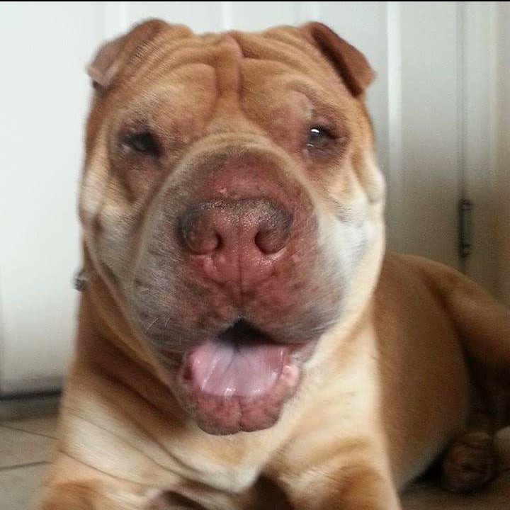 PeiPeople's tweet photo. When you #StartWithaSmile we can help find homes for our adorable Shar Pei! 
#AmazonSmile https://t.co/EmJtkOnRzk https://t.co/OJIgTJJDa3