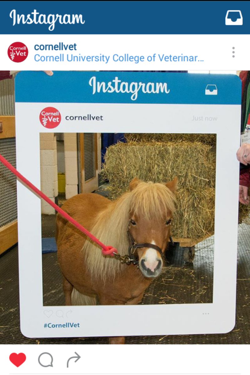 CornellPrint's tweet photo. Check out @cornellvet's Open House tomorrow! Here's Mini modeling the frame we printed! #Cornell #Wecanprintthat https://t.co/lHfGWEvZpY
