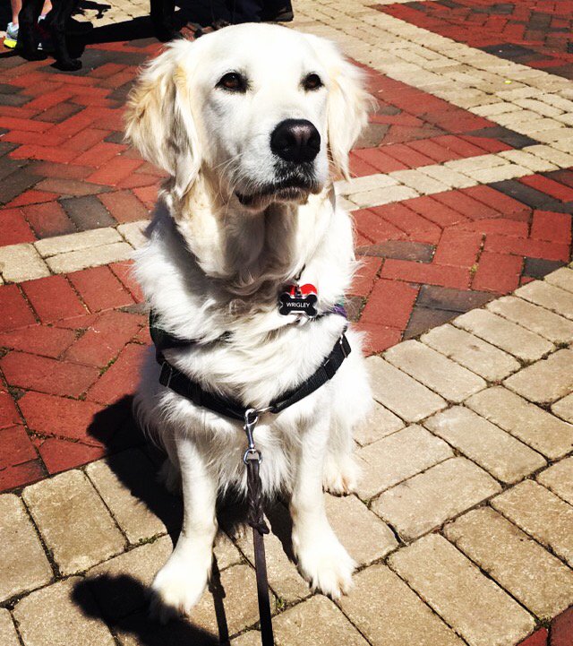 URecSpiders's tweet photo. Puppies, @SoulIceBaby, & more (as if you need another reason) on the Forum 'til 4PM. Come see us! #URWell @urichmond https://t.co/opZbUW7ovN