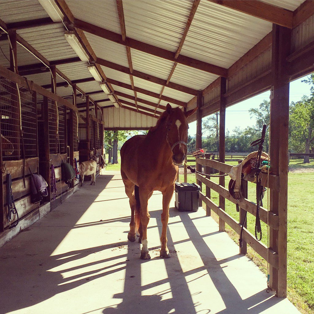 LaurelAshtonW's tweet photo. Healing Trust Issues #equestrian #AnEquestrian #horsetraining https://t.co/LreF4IGKrl https://t.co/o04Kwwwu5l