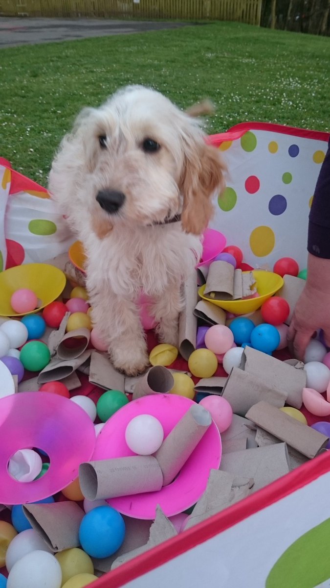 smmoss69's tweet photo. https://t.co/aVg3DnHmpL #PUPPY  #puppyplay #cutepuppy #puppies #puppyclass #puppylove https://t.co/KAOrCxeTCi https://t.co/VPEaIW91XJ