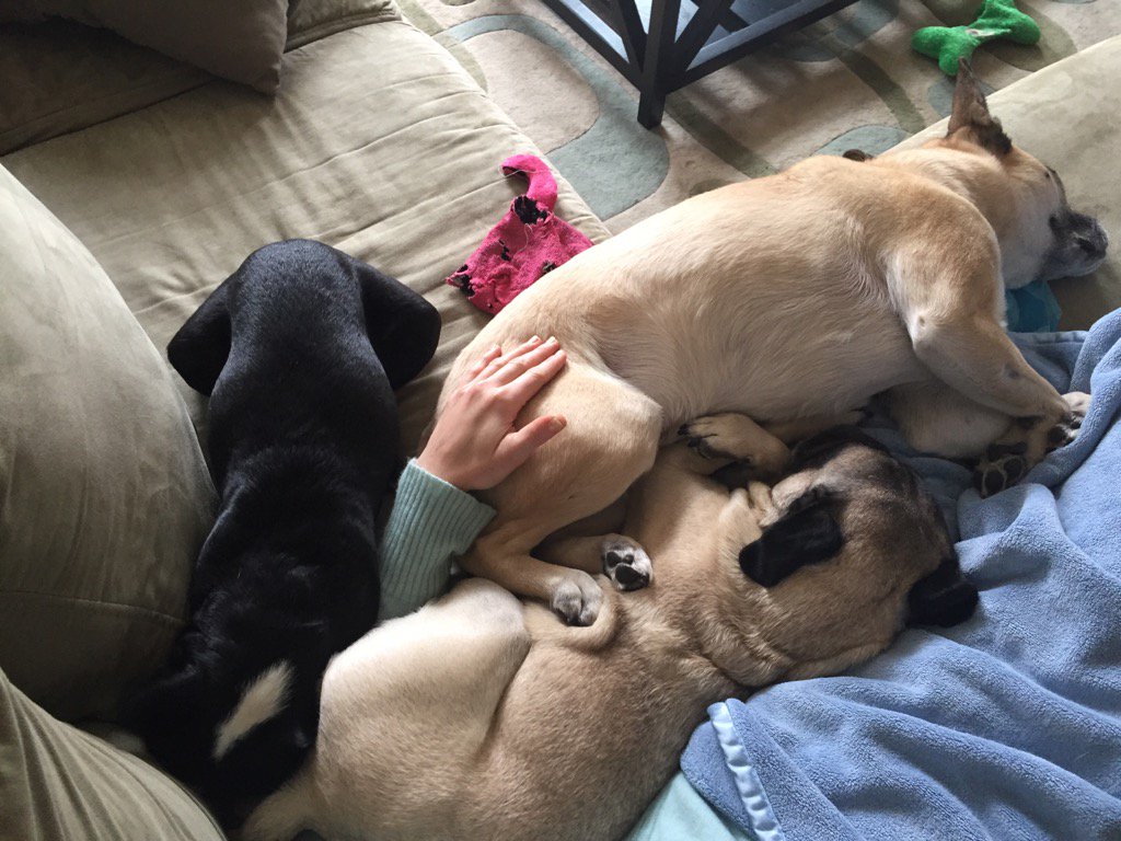 Doggerance's tweet photo. This is love! ❤️☺️ #doglife #WeekendatBerniesPug #doggiebromance #lovedogs https://t.co/u9B7F2PB1L