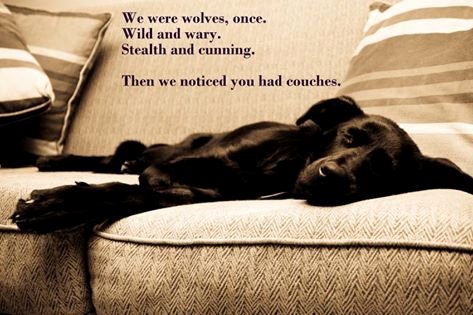 ICOD_Catalog's tweet photo. We Were Wolves Once https://t.co/nIrOGoqZFP