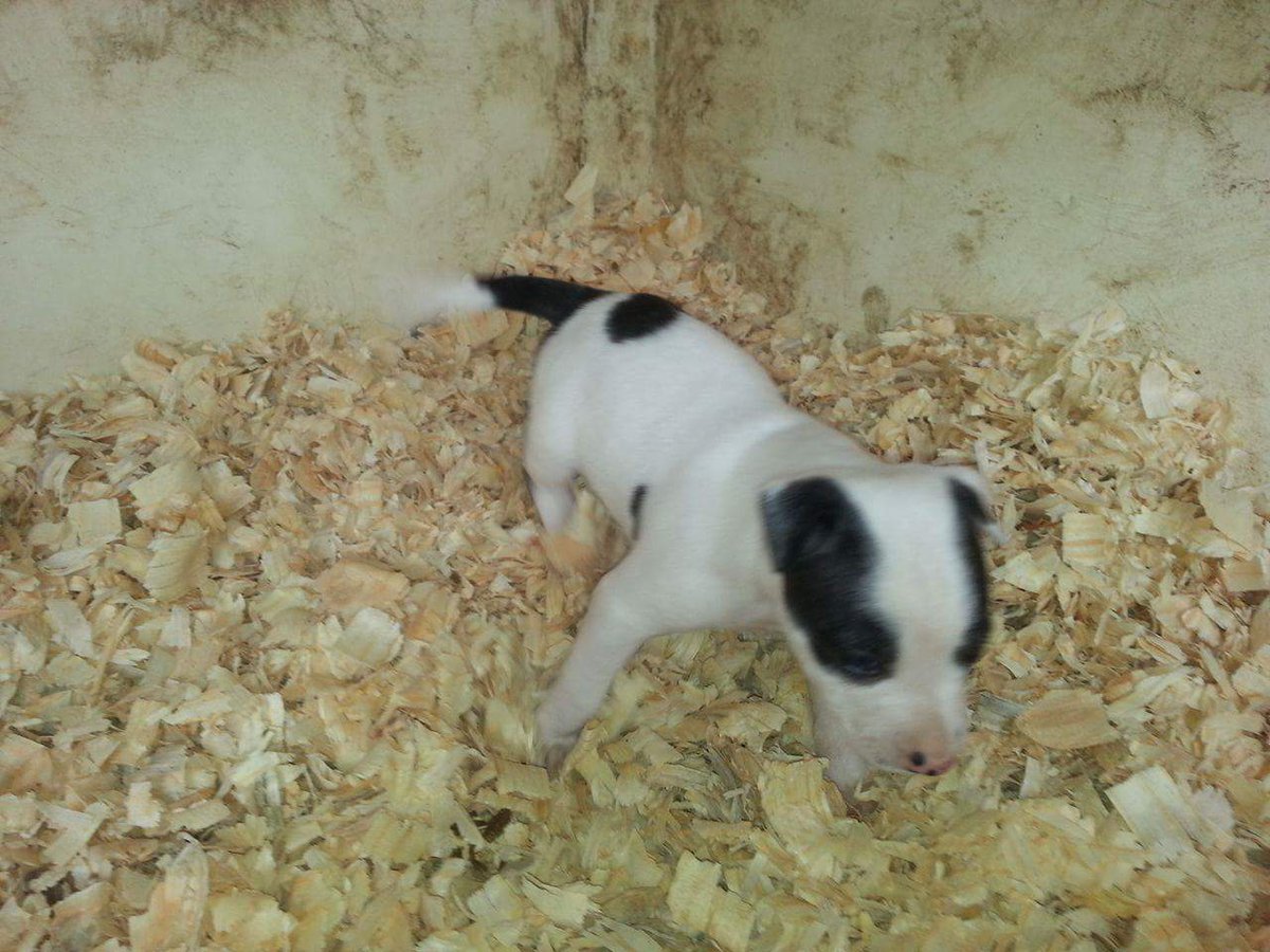 PSDogRescue's tweet photo. Desperate funding is needed soon. https://t.co/6it7FvULSw https://t.co/AxaW1SGBHr