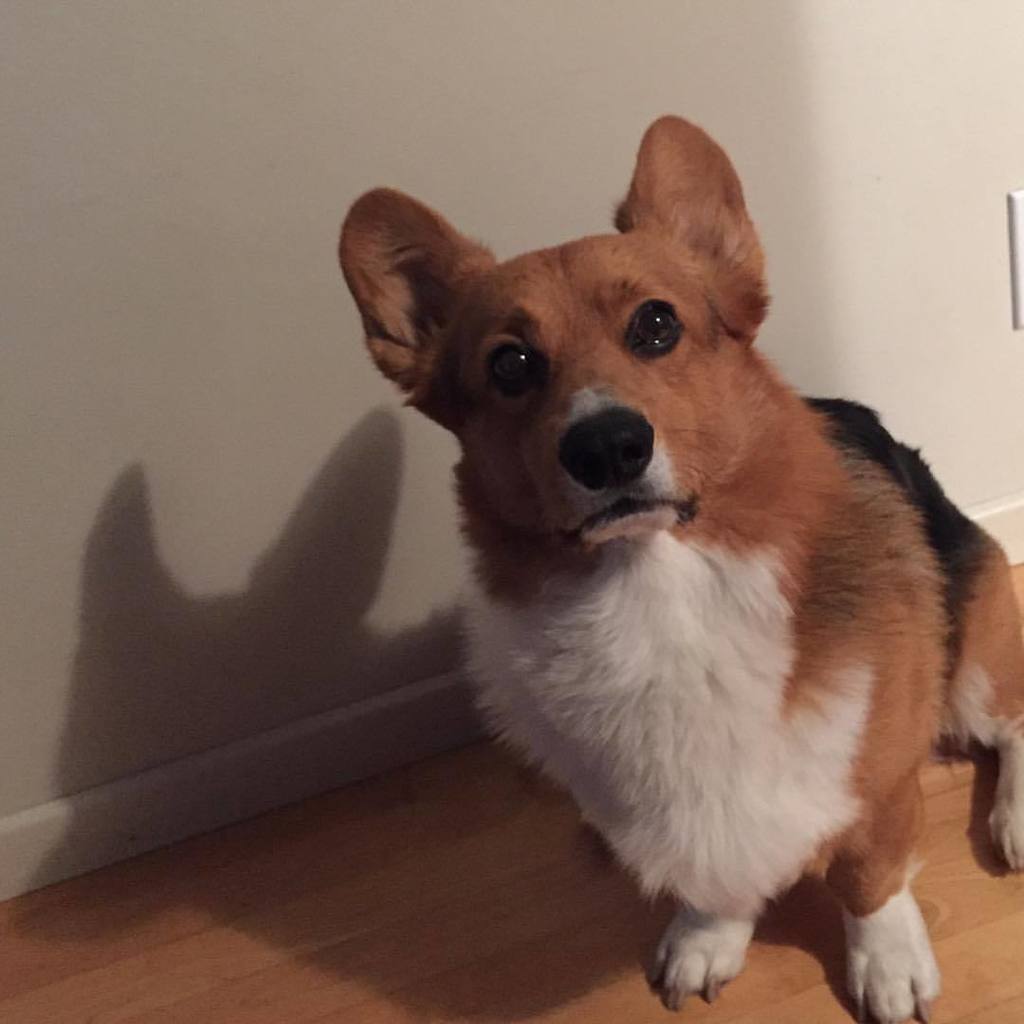 andthreecorgis's tweet image. Rainy day shadows #threecorgis #corgi #rainyday